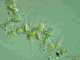 Foto microscpica del alga